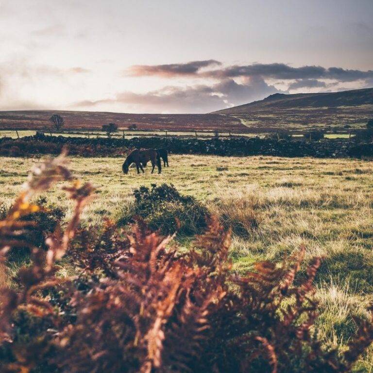 dartmoor