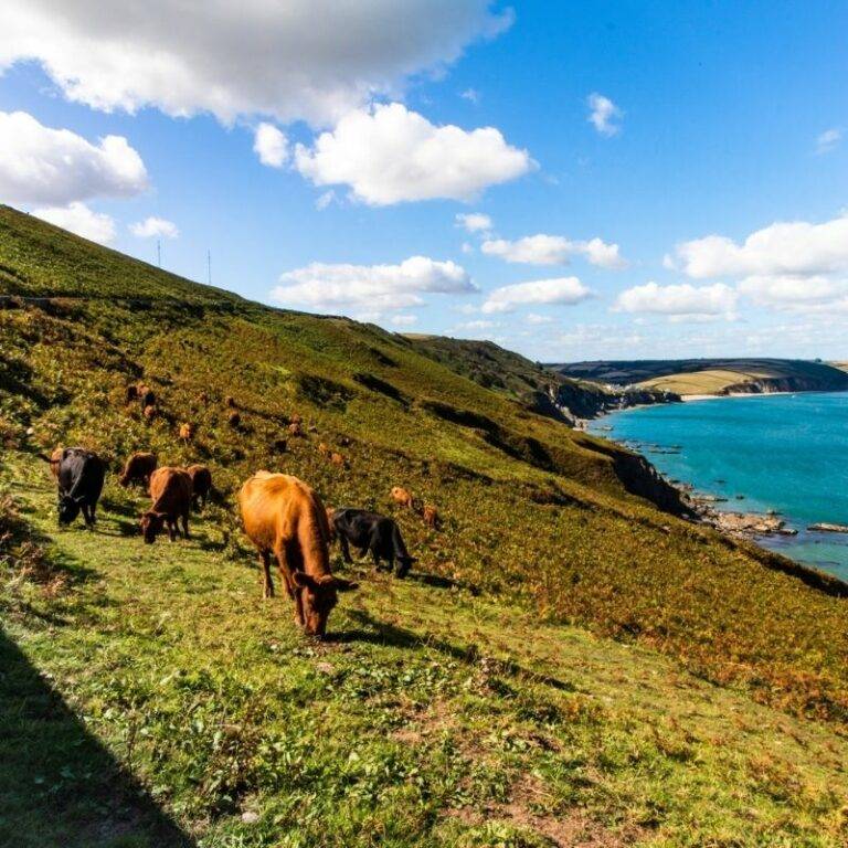 image of devon countryside